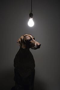 German Shorthaired Pointer with lit lightbulb hanging above. 
