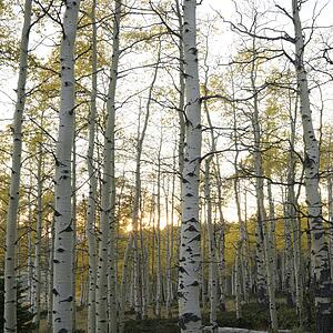 Aspen trees in Fall color in Utah.