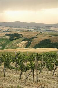 Tuscan vineyard with rolling hills in distance.