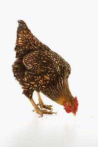 Golden Laced Wyandotte chicken pecking at feed.