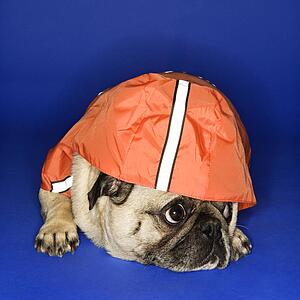 Pug wearing hoodie jacket.