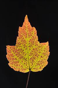 Red Maple leaf in Fall color against black background.