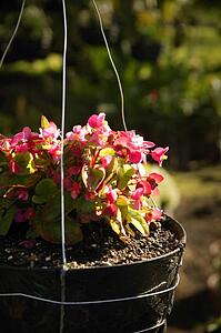 Pot of flowers