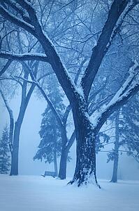 Monotone winter scene