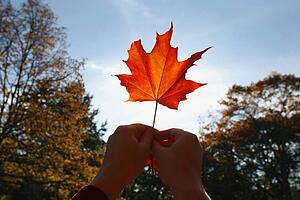 Person holding a maple leaf