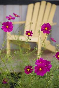 Flowers in a backyard