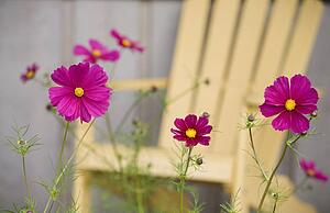 Purple flowers