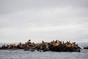 Group of sea lions
