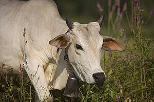 Cow with bell