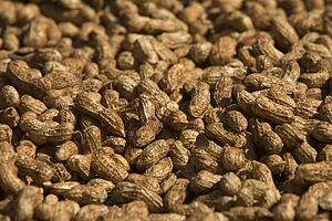 Peanuts