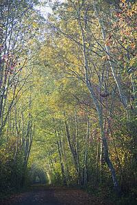Autumn pathway