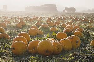 Pumpkin patch