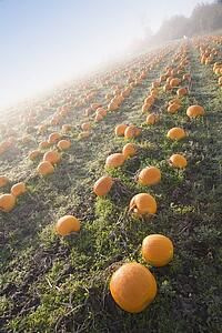 Pumpkin patch