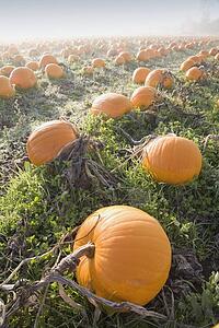 Pumpkin patch