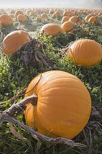 Pumpkin patch
