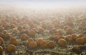 Foggy pumpkin patch