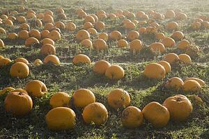 Pumpkin patch