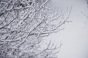 Fresh snowfall on branches