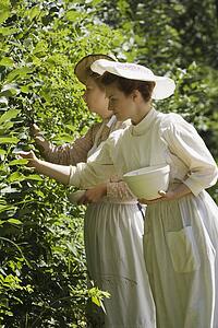 Picking berries