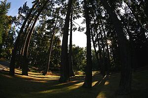 Towering cedar trees in Beacon Hill Park