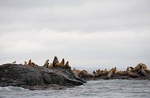 Numerous sea lions on coastal water