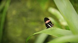 Close-up of a butterfly