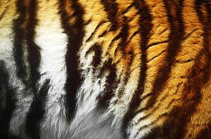 Close-up of a tiger's fur