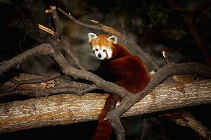 Red Panda