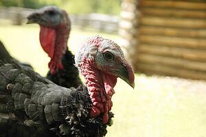 Two turkeys