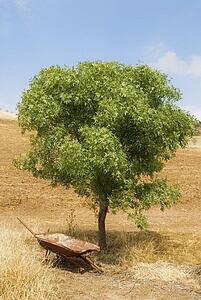 Disused wheelbarrow under a tree