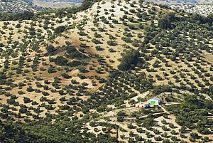 Farmhouse surrounded by olive trees in Andalucia, Spain
