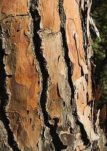 Bark of a pine tree