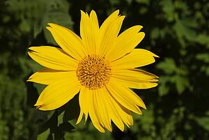 Yellow Mexican Sunflower