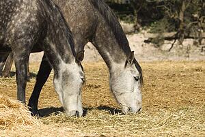 Andalusian Horses 