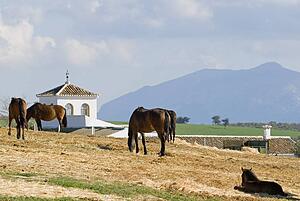 Andalusian Horses grazing 
