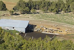 Goat Farm in Andalusia, Spain 