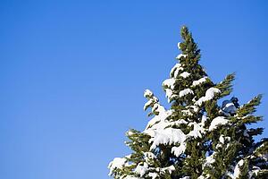 Snow-covered evergreen