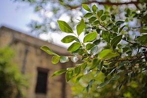 Tree branches in front of a building
