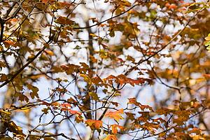 Autumn leaves