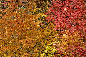 Autumn leaves