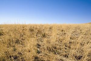 Desert grass