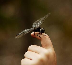 Dragonfly resting on a finger