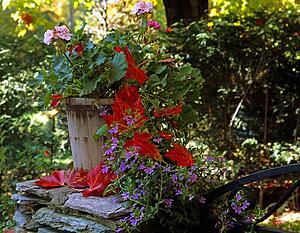 Canadian leaves among flowers