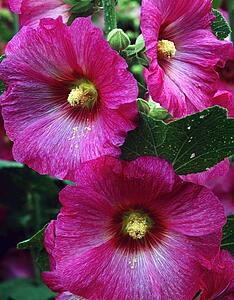 Morning glory 
