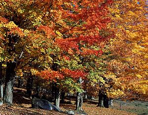 Autumn forest 