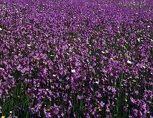 Wild Flowers 