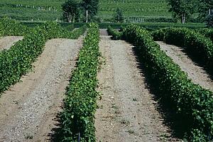 Grape vines 