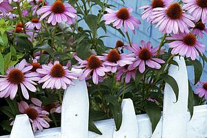 Flowers behind a fence