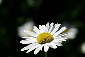 Daisy