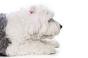 Sheepdog on white background 